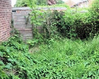 Another overgrown garden