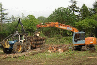 Removing weeds from the garden