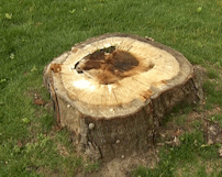 A tree stump