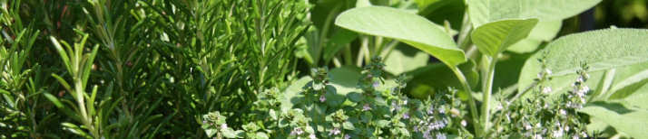 Kitchen garden